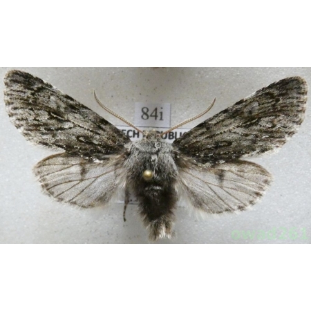 Brachionycha nubeculosa (Esper, 1785) Czech84i